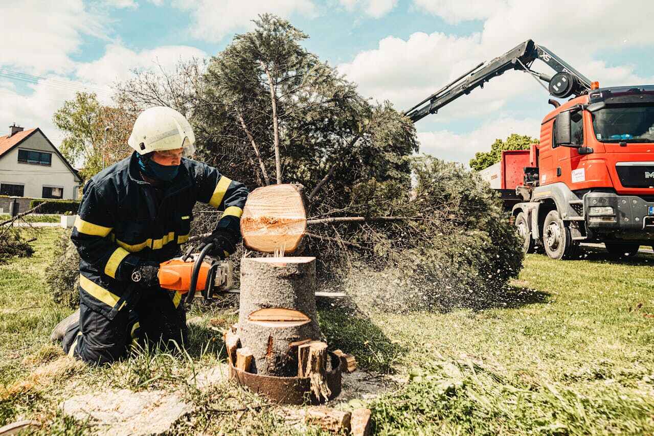 Best Dead Tree Removal  in Buchanan, GA